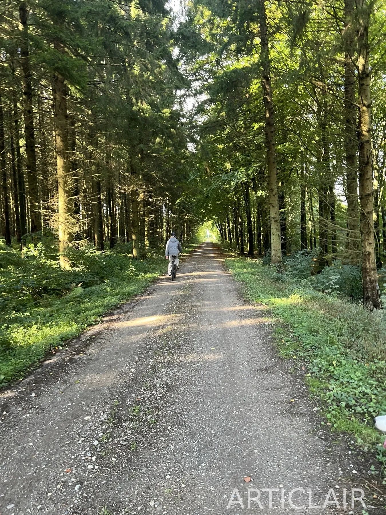 A cyclist moving down a long forest road under tall trees