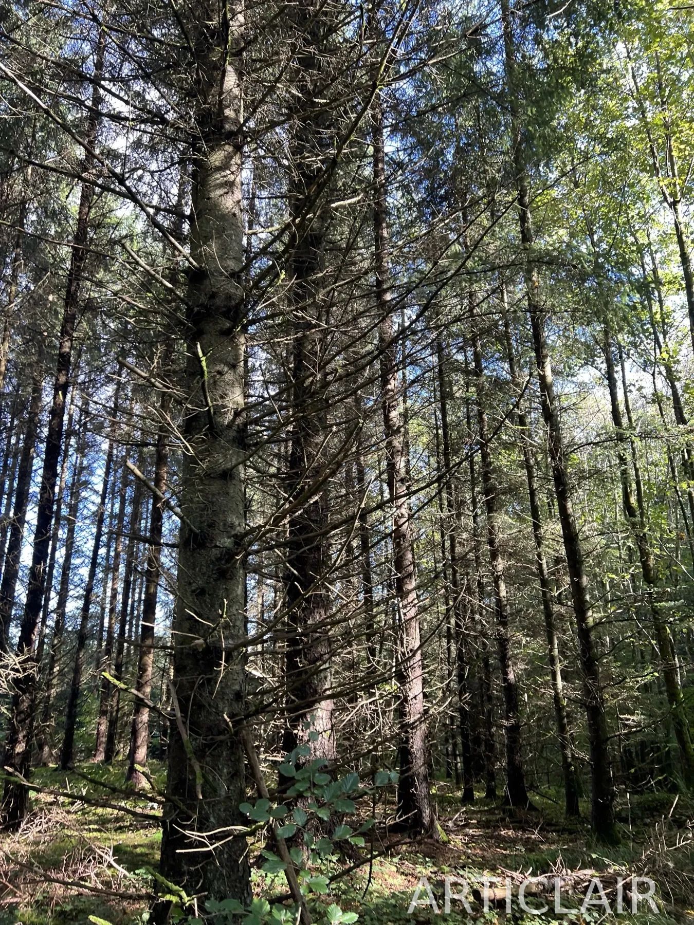 Tall forest trunks rising through shifting light
