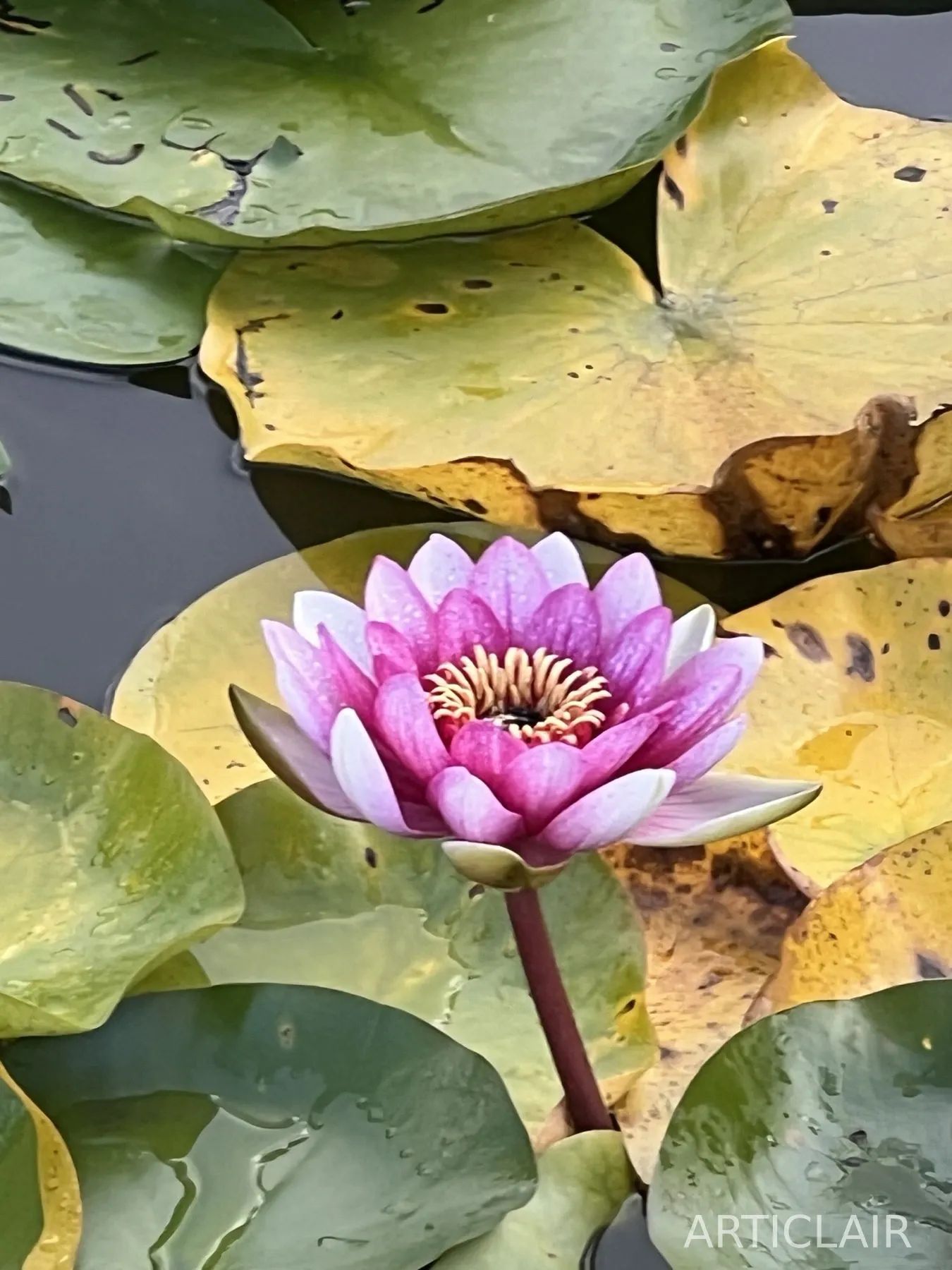 A pink water lily surrounded by green and yellow lily pads