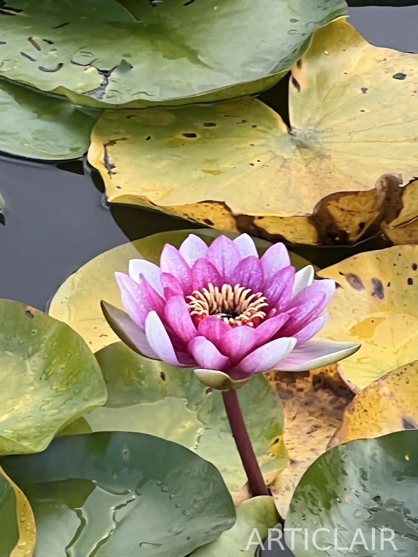 A pink water lily surrounded by green and yellow lily pads