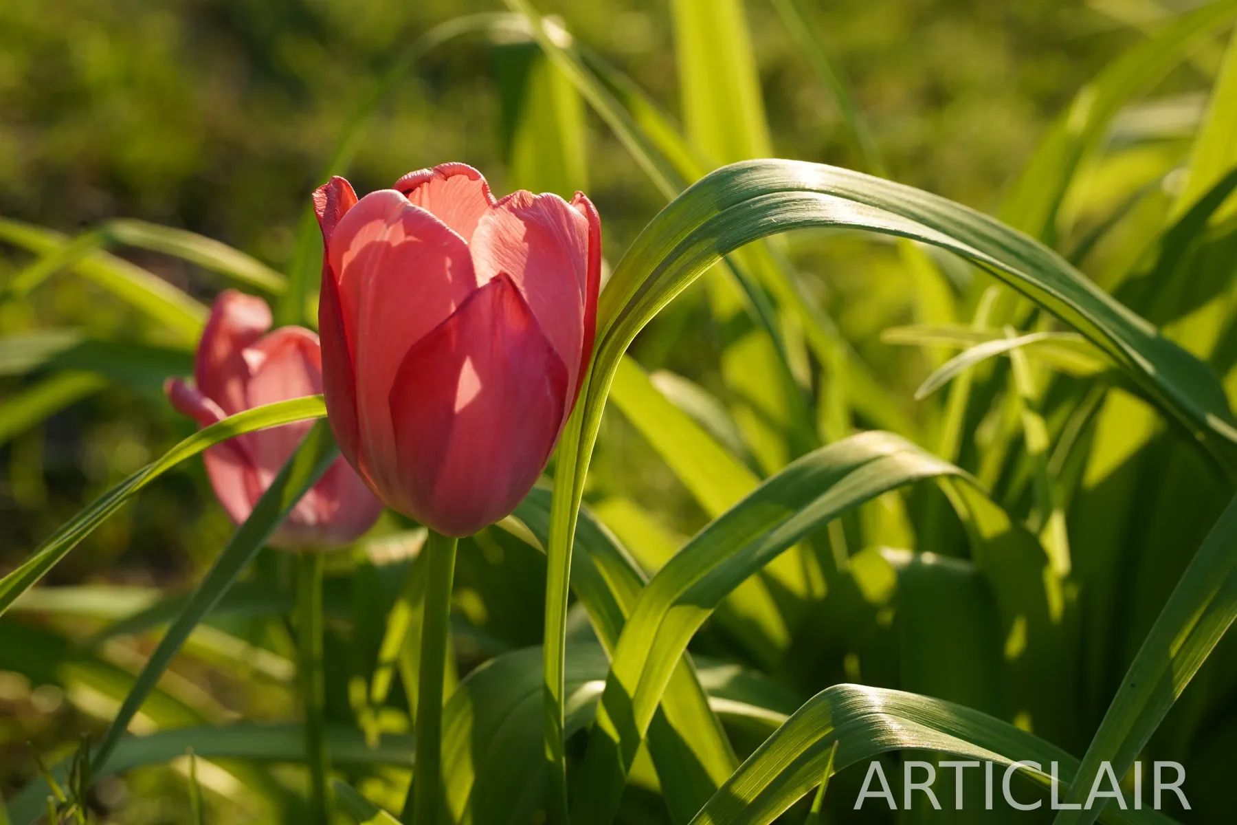A single pink tulip lit by low morning sun