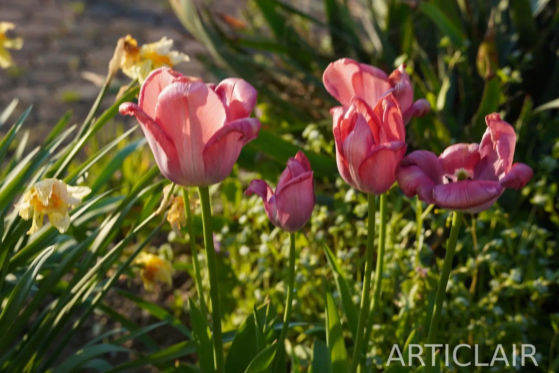 A small cluster of pink tulips in soft spring light