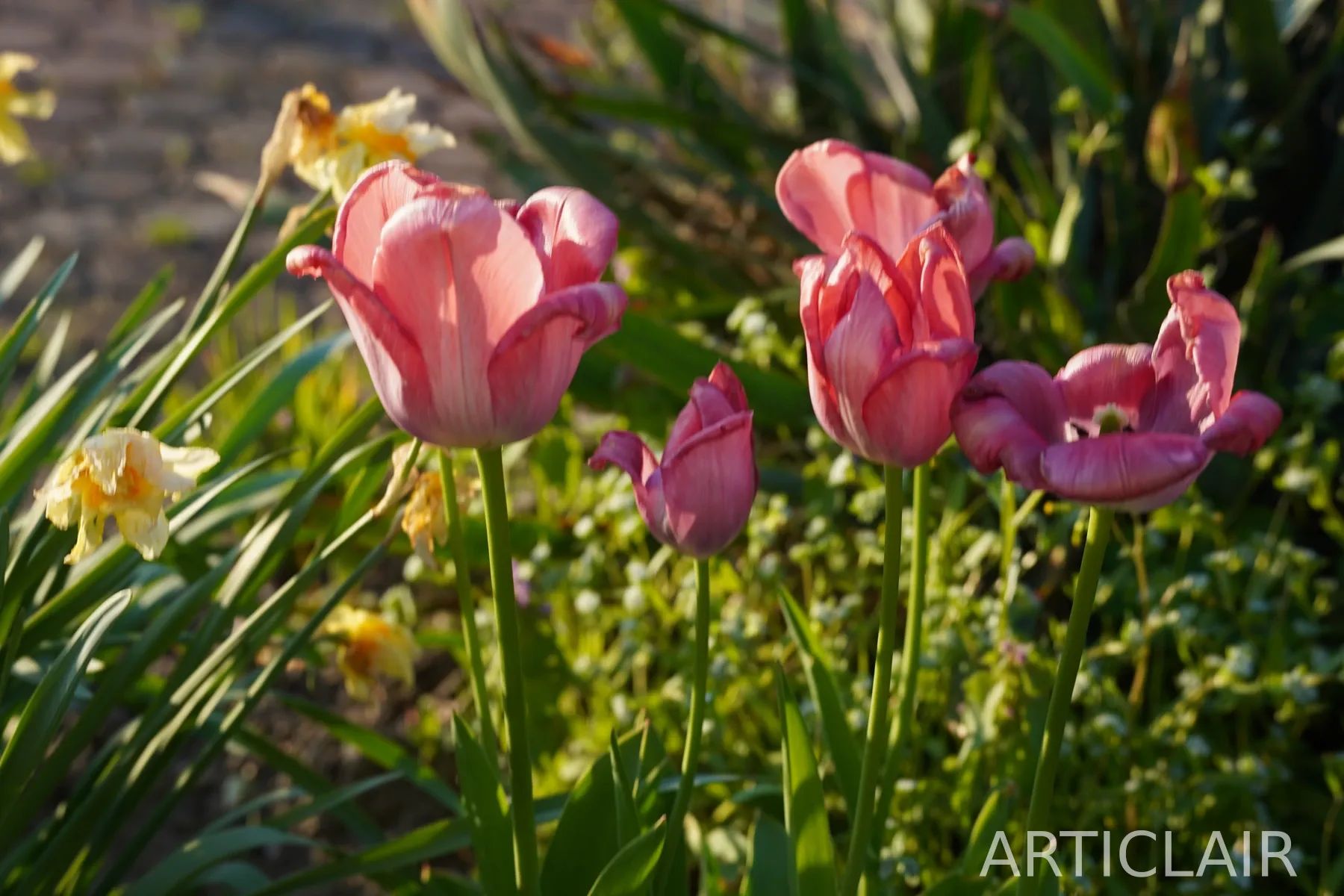 A small cluster of pink tulips in soft spring light